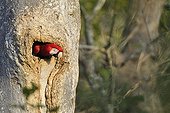 Scarlet Macaw head out of its nest in a tree in Brazil