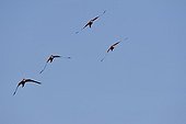 Scarlet Macaws in flight Pantanal in Brazil