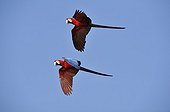 Scarlet Macaws in flight Pantanal in Brazil