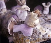 Culture of Wood blewits