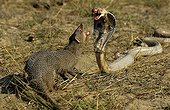 Indian Grey Mongoose and Indian Cobra Tamil Nadu India