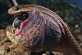 Southern Borwn Egg-eater Snake South Africa