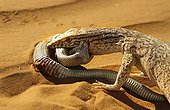 Varan du désert mangeant une Vipère céraste Mauritanie