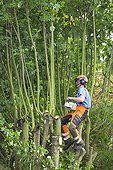 Pruner cutting branches in summer GB
