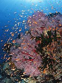 Colorful coral reef covered with gorgonian sea fans Fiji  ; Branching cup corals and Scalefin anthias fish feeding in the current.