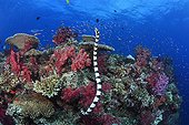 Banded Sea Krait swimming on the seabed in Fiji 
