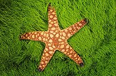 Sea star on green algae Fiji