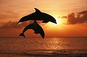 Bottlenose Dolphins jumping at dusk Caribbean Sea Honduras