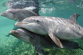 Bottlenose Dolphins swimming in the Caribbean Sea Honduras