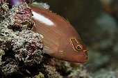 Arc-eye hawkfish on reef Comoros