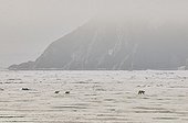 Polar Bear and cubs on the ice cap Greg Greenland