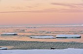 Arctic fox on the shore of Greenland in the summer night 