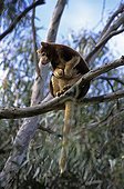 Goodfellow's tree-kangaroo on a branch