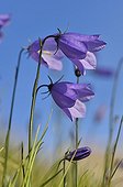 Round-leaved campanula flowers in Cape Greg Greenland  ; south west 