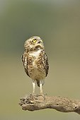 Burrowing Owl on a dead branch Pantanal Brazil 