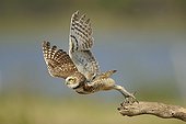 Burrowing Owl flying away Pantanal Brazil 