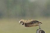 Burrowing Owl flying away Pantanal Brazil 