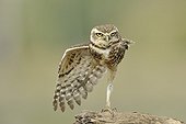 Burrowing Owl stretching Pantanal Brazil 