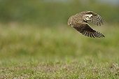 Burrowing Owl flying Pantanal Brazil 