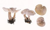 Clitocybes on white background 