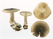 Clouded Funnel Caps on white background 