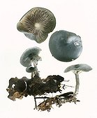 Aniseed Funnel Caps on white background 