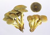 Sulphur tuft mushrooms in studio
