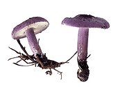 Violet Domecaps on white background