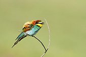 European bee-eater on a twig Lake Kerkini Greece