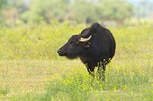 Water buffalo in a wet meadow Lake Kerkini Greece 