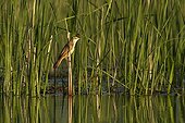 Great Reed Warbler in the reed Lake Kerkini Greece 