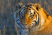 Portrait of Bengal Tiger lying in the grass