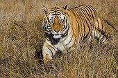 Bengal Tiger walking in grass