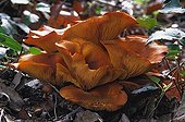 Jack o'lanterns mushrooms in undergrowth