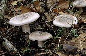 Clouded funnel caps in undergrowth
