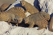 Banded Mongooses on a termite mound Etosha Namibia 