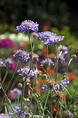 Small scabious 'Butterfly Blue' in bloom in a garden