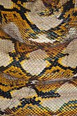 Reticulated Python Tangkoko NP in Indonesia