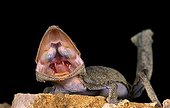 Gecko à queue plate adulte en posture agressive