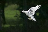 Domestic pigeon
