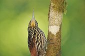 Buff-throated Woodcreeper on trunk Corcovado NP Costa Rica