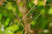 Beryl-crowned Hummingbird on branch Corcovado NP Costa Rica