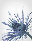 Sea holly ; Eryngium alpinum, Sea holly, Blue subject, White background.