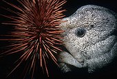 Wolf-Eel eating Red Sea Urchin Queen Charlotte Strait Canada