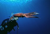 Diver observes Purpleback flying squid Israel Red Sea