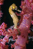 Thorny Sea Horse on Alcyonarian coral Israel Red Sea