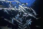 Spiral column of Whitetip Reef Sharks following scent trail
