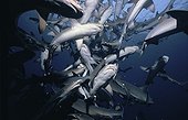 Spiral column of Whitetip Reef Sharks following scent trail
