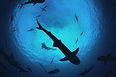 Spiral column of Whitetip Reef Sharks following scent trail