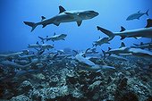 Whitetip Reef Sharks scour the reef for prey Cocos Island